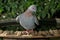 Speckled Pigeon