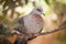 Speckled pigeon