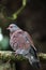 Speckled Pigeon (Columba guinea)