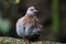 Speckled Pigeon (Columba guinea)