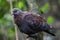 Speckled Pigeon (Columba guinea)