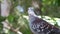 Speckled pigeon Columba guinea