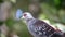 Speckled pigeon Columba guinea