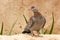The speckled pigeon Columba guinea, or African rock pigeon, is a pigeon that is a resident breeding bird in much of Africa