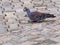 Speckled Pigeon, Columba Guinea, collects food on the pavement, Axum, Ethiopia