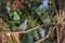 Speckled Pigeon Columba Guinea resting in a tree