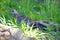 Speckled pigeon in the grass