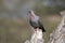 Speckled pigeon sitting on dry branch by the lake
