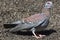 Speckled Pigeon, South Africa