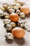 Speckled quail eggs and chicken eggs