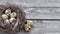 Speckled quail eggs in a nest on a rustic wooden table as a background