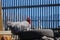 Speckled rooster sits on old tires