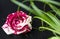 Speckled rose floating in water with green grass