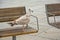 Speckled seagull on a bench (laridae)