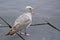 Speckled seagull with wide open beak on a quay (laridae)