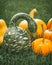 Speckled Swan pumpkin or Korba Gourd and yellow pumpkins close up in the garden