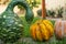 Speckled Swan pumpkin and yellow pumpkins close up
