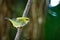 Speckled tanager bird perched on a branch with green background.