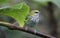 Speckled Tanager in the Rain Forest of Costa Rica