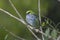 Speckled Tanager Tangara guttata