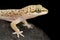 Speckled Thick-toed Gecko  Pachydactylus punctatus
