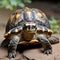 speckled tortoise in closeup