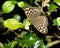 Speckled Wood butterfly