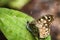 The speckled wood butterfly