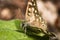 The speckled wood butterfly