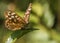 Speckled wood butterfly