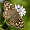 Speckled wood butterfly