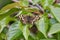 Speckled Wood Butterfly Damaged Wings