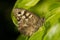 Speckled Wood Butterfly (Pararge aegeria)