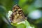 Speckled wood butterfly Pararge aegeria side view