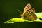 Speckled wood butterfly Pararge aegeria side view