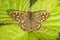 Speckled wood butterfly Pararge aegeria top view