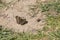 Speckled Wood Butterfly resting on the earth in the spring sunshine