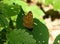 Speckled wood butterfly sitting on the leaf