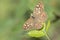 A speckled wood butterfly on Southampton Common