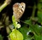 Speckled Wood butterfly wings closed