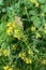 Speckled yellow feeding on yellow flower