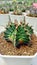 A speckled, yellow, green, and red cactus plant in a white pot strewn with brown stones.