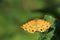 Speckled yellow moth