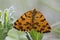 Speckled Yellow moth