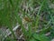 Speckled yellow moth butterfly in the grass