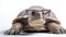 Specs and Shells: A Quirky Turtle with Glasses
