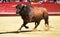 A spectacle of bullfight on spain