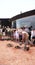 Spectacle of the jet of steam that comes out of the bowels of the volcanic earth in the Timanfaya National Park