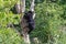 A spectacled Andean bear climbing in a tree
