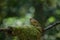 Spectacled Barwing Actinodura ramsayi bird